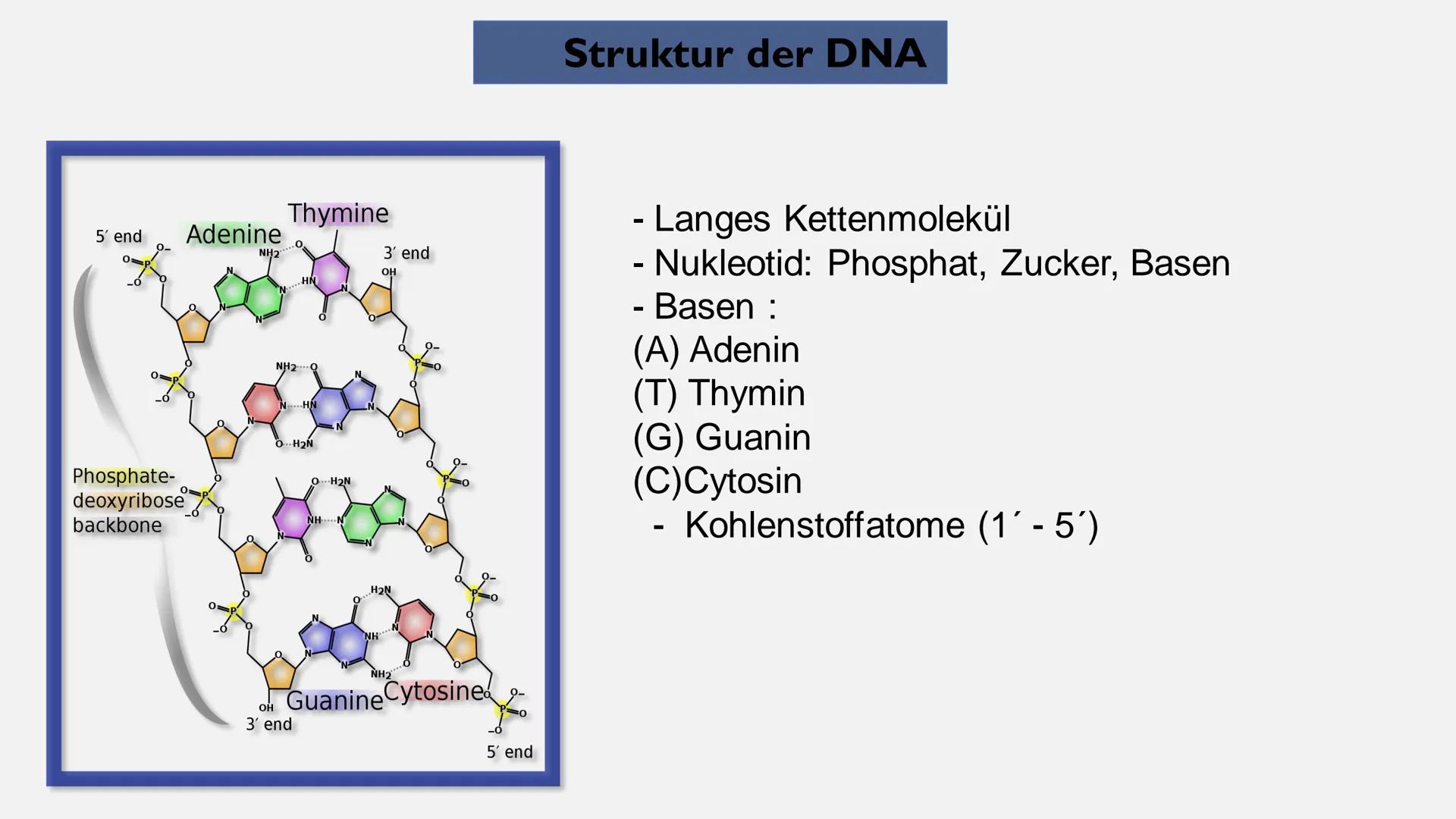 Biologie> Genetik > Bau der DNA
Reem Alnathar
01.12.2021
Informatik Vortrag
Referat:
Bau der DNA
(DNS) ●
• Definition
●
●
Gliederung
Struktu