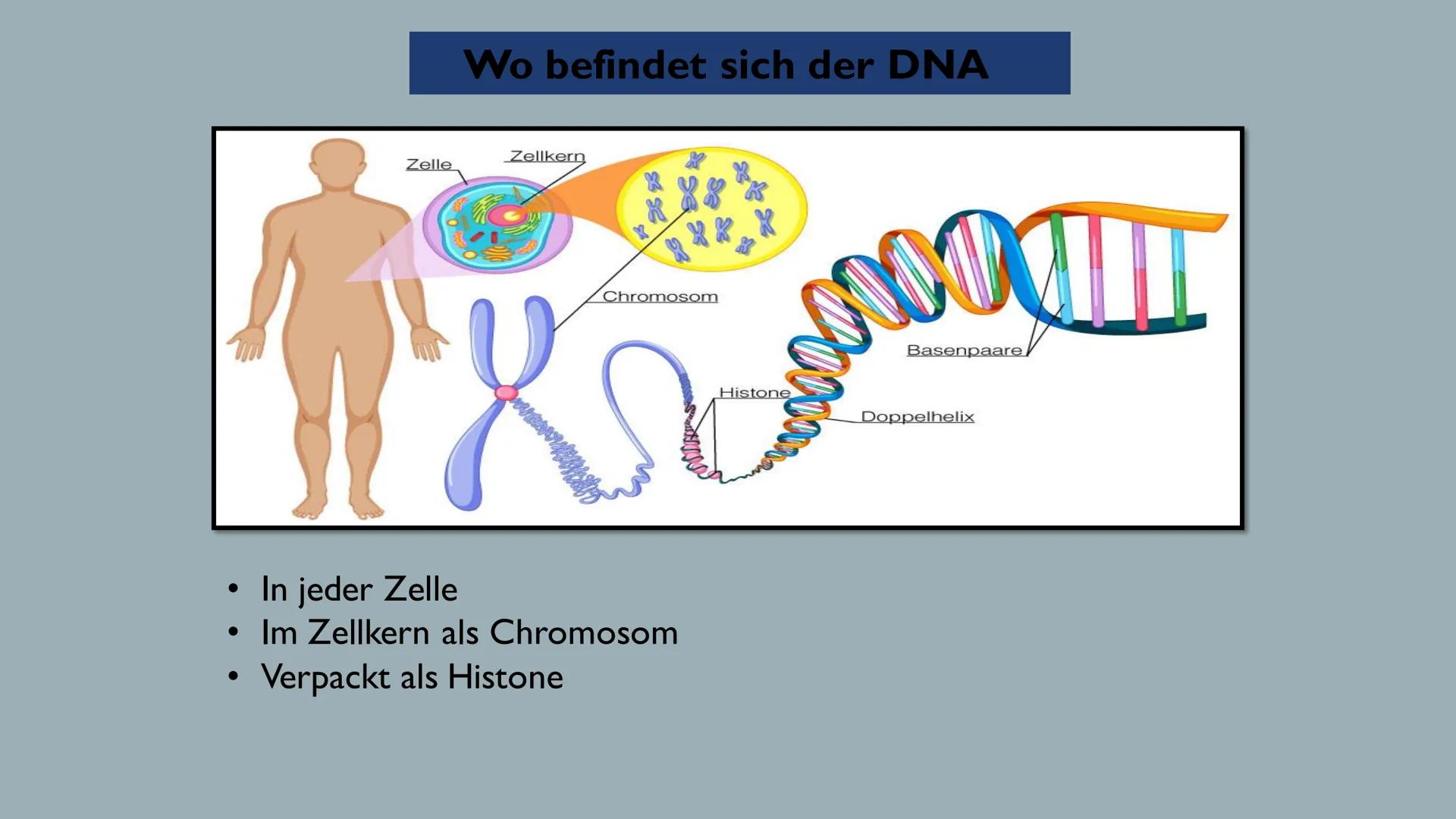 Biologie> Genetik > Bau der DNA
Reem Alnathar
01.12.2021
Informatik Vortrag
Referat:
Bau der DNA
(DNS) ●
• Definition
●
●
Gliederung
Struktu