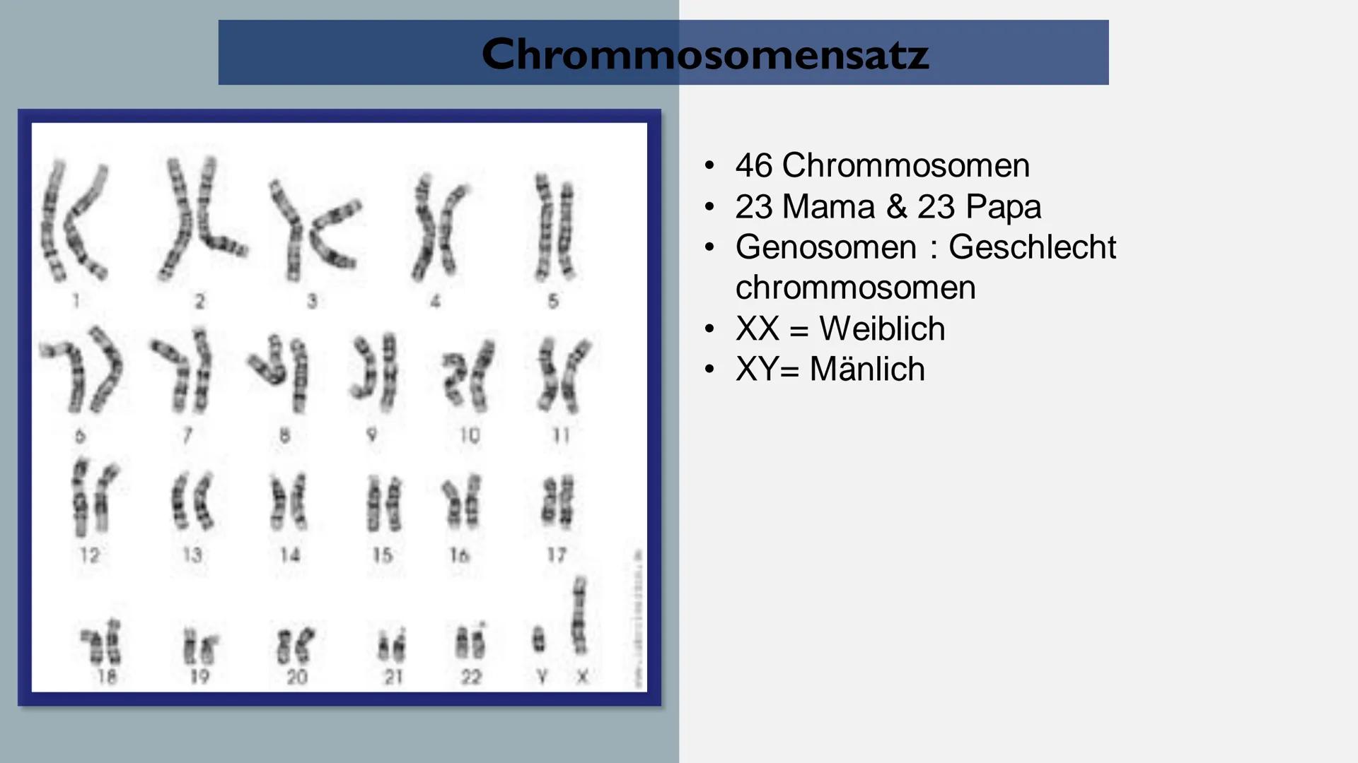 Biologie> Genetik > Bau der DNA
Reem Alnathar
01.12.2021
Informatik Vortrag
Referat:
Bau der DNA
(DNS) ●
• Definition
●
●
Gliederung
Struktu