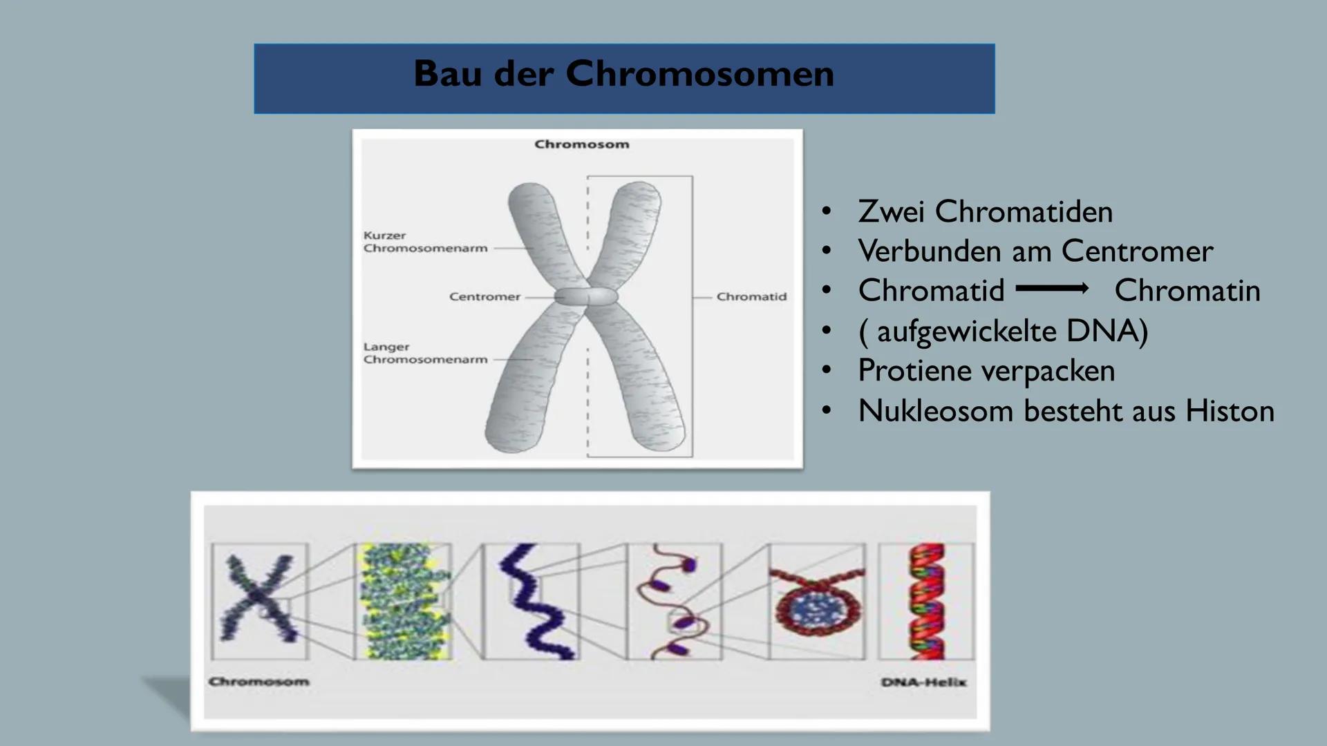 Biologie> Genetik > Bau der DNA
Reem Alnathar
01.12.2021
Informatik Vortrag
Referat:
Bau der DNA
(DNS) ●
• Definition
●
●
Gliederung
Struktu