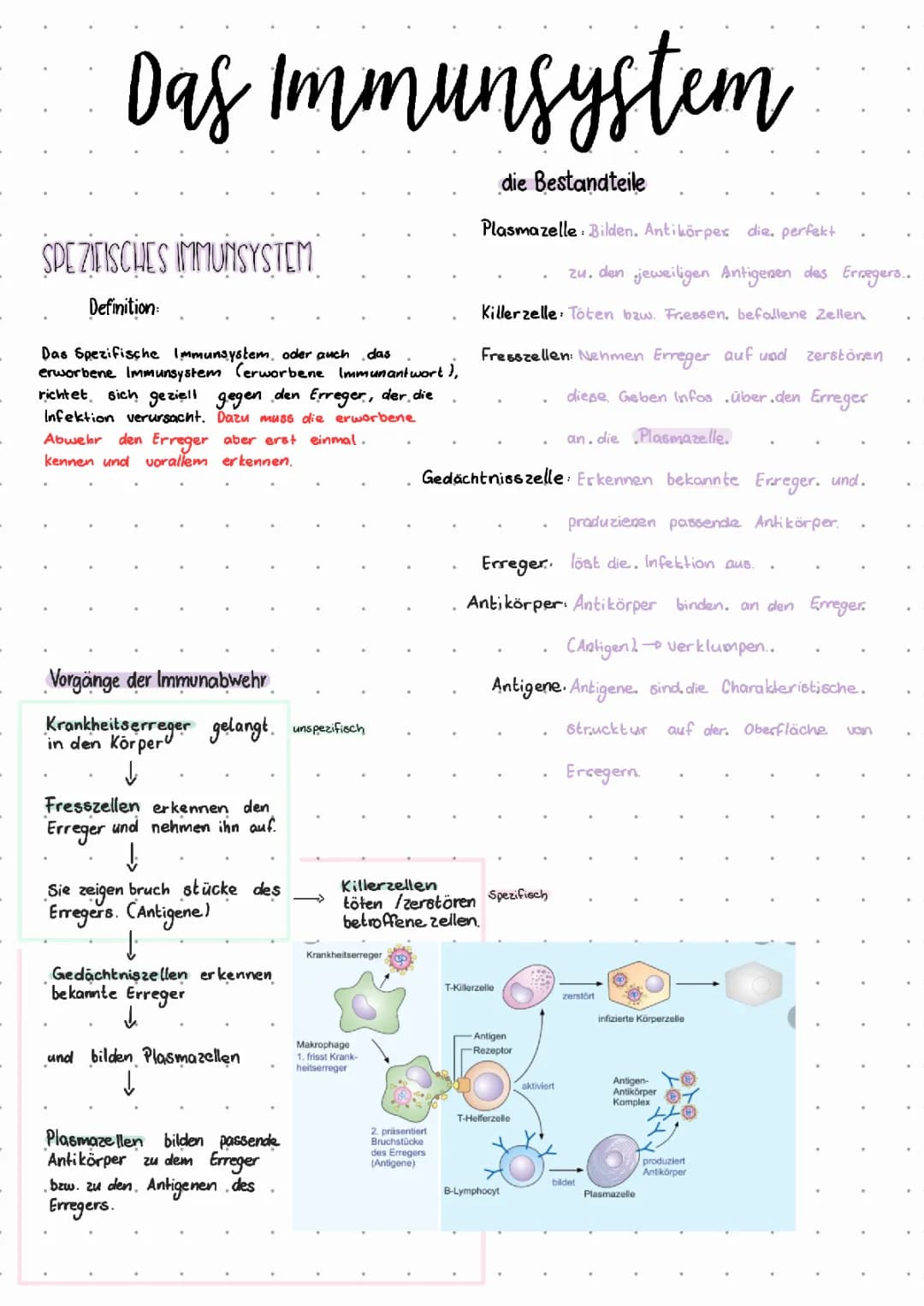 Das Immunsystem erklärt