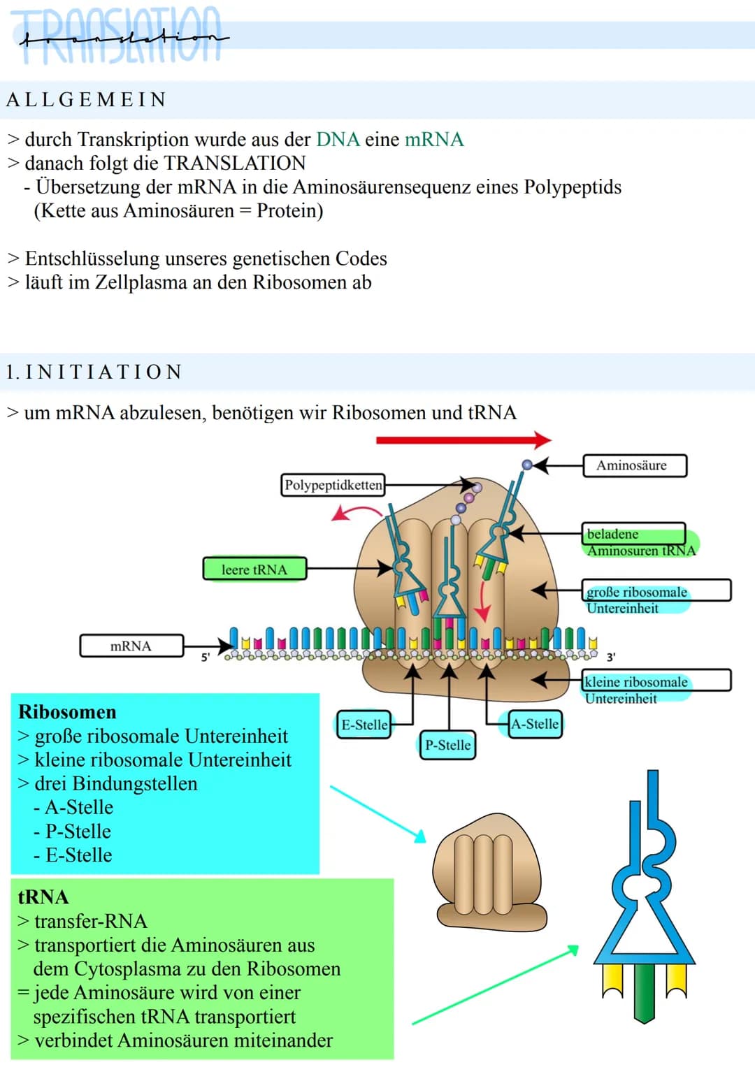 Francution
ALLGEMEIN
> durch Transkription wurde aus der DNA eine mRNA
> danach folgt die TRANSLATION
- Übersetzung der mRNA in die Aminosäu