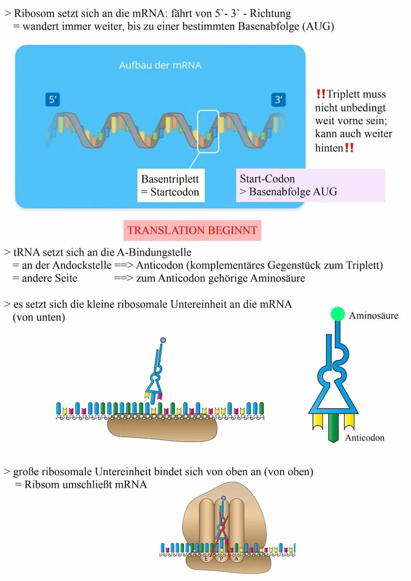 Francution
ALLGEMEIN
> durch Transkription wurde aus der DNA eine mRNA
> danach folgt die TRANSLATION
- Übersetzung der mRNA in die Aminosäu