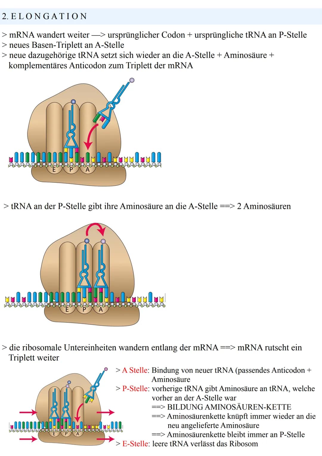 Francution
ALLGEMEIN
> durch Transkription wurde aus der DNA eine mRNA
> danach folgt die TRANSLATION
- Übersetzung der mRNA in die Aminosäu