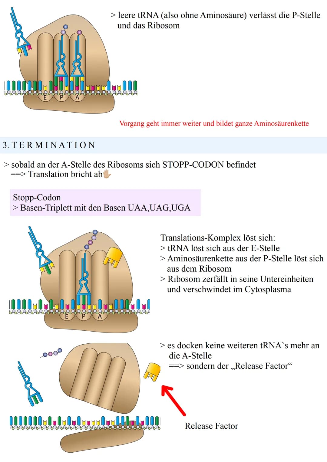 Francution
ALLGEMEIN
> durch Transkription wurde aus der DNA eine mRNA
> danach folgt die TRANSLATION
- Übersetzung der mRNA in die Aminosäu