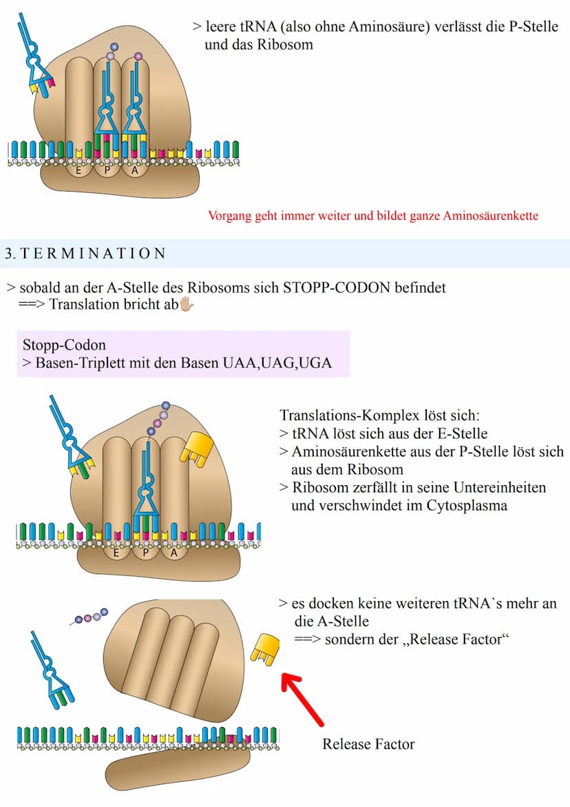 Francution
ALLGEMEIN
> durch Transkription wurde aus der DNA eine mRNA
> danach folgt die TRANSLATION
- Übersetzung der mRNA in die Aminosäu