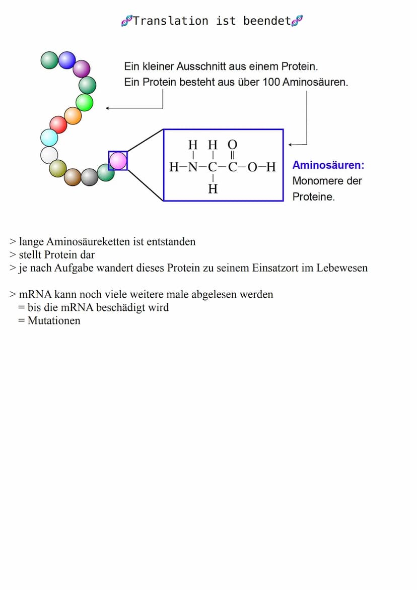 Francution
ALLGEMEIN
> durch Transkription wurde aus der DNA eine mRNA
> danach folgt die TRANSLATION
- Übersetzung der mRNA in die Aminosäu