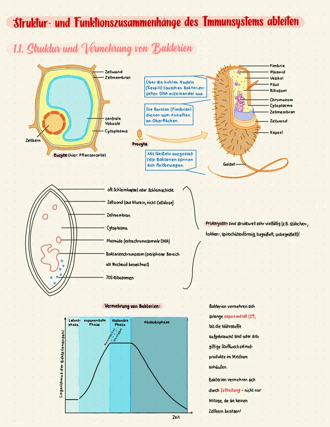 Struktur- und Funktionszusammenhänge des Immunsystems ableiten
1.1. Struktur und Vermehrung von Bakterien
Zellwand
-Zellmembran
Zellkern
-ze