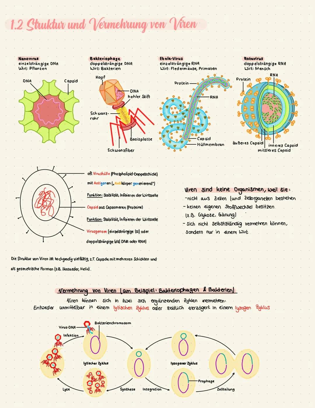 Struktur- und Funktionszusammenhänge des Immunsystems ableiten
1.1. Struktur und Vermehrung von Bakterien
Zellwand
-Zellmembran
Zellkern
-ze