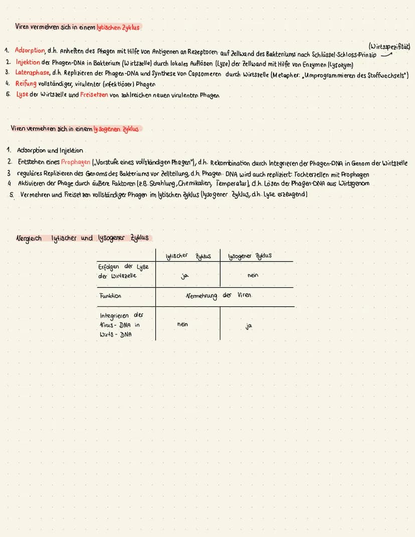 Struktur- und Funktionszusammenhänge des Immunsystems ableiten
1.1. Struktur und Vermehrung von Bakterien
Zellwand
-Zellmembran
Zellkern
-ze