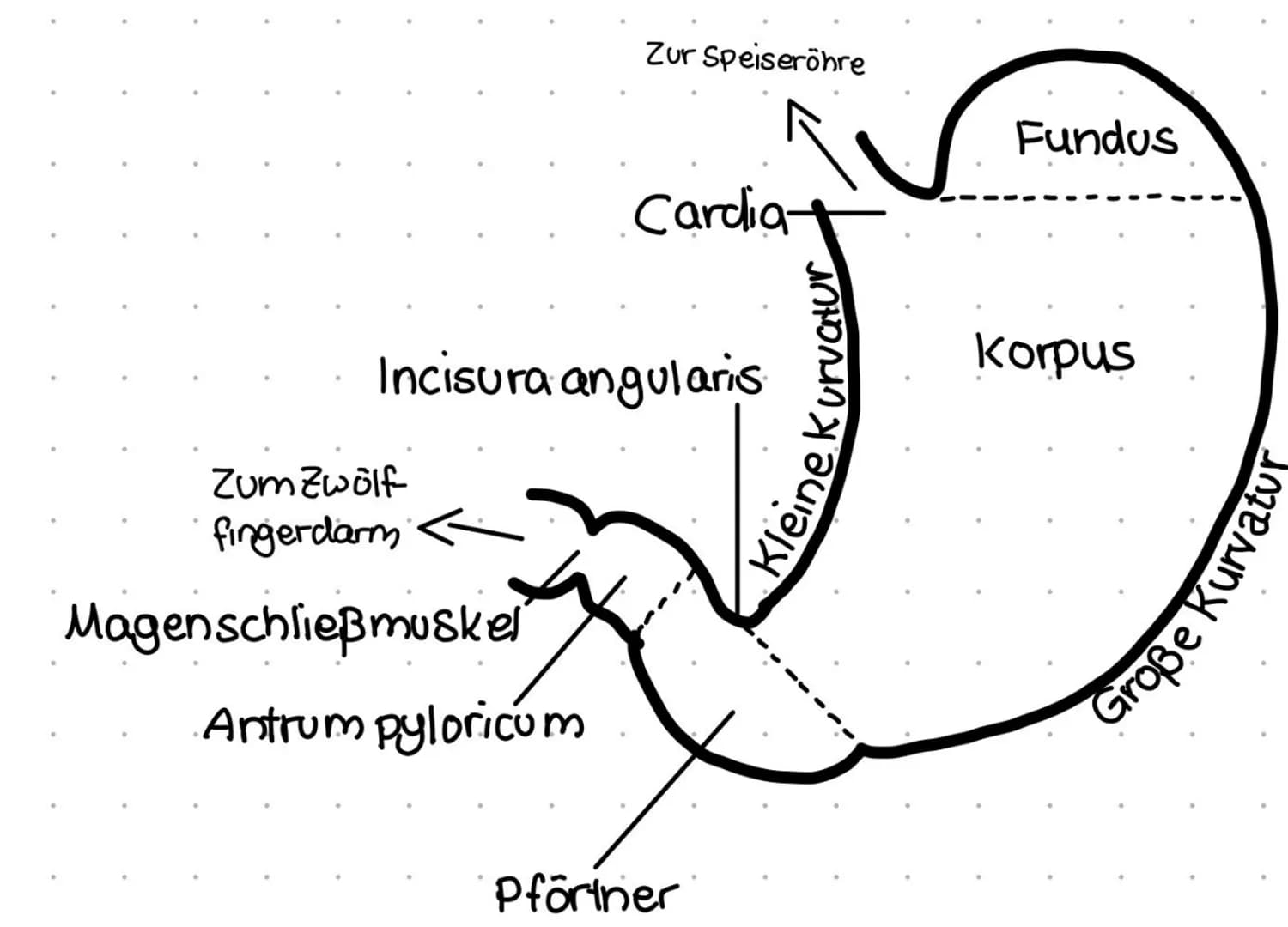 Zum Zwölf
fingerdarm
Magenschließmuskel
Zur Speiseröhre
Incisura angularis.
Antrum pyloricum
Cardia-
Pförtner
Kleine Kurvatur
Fundus
korpus

