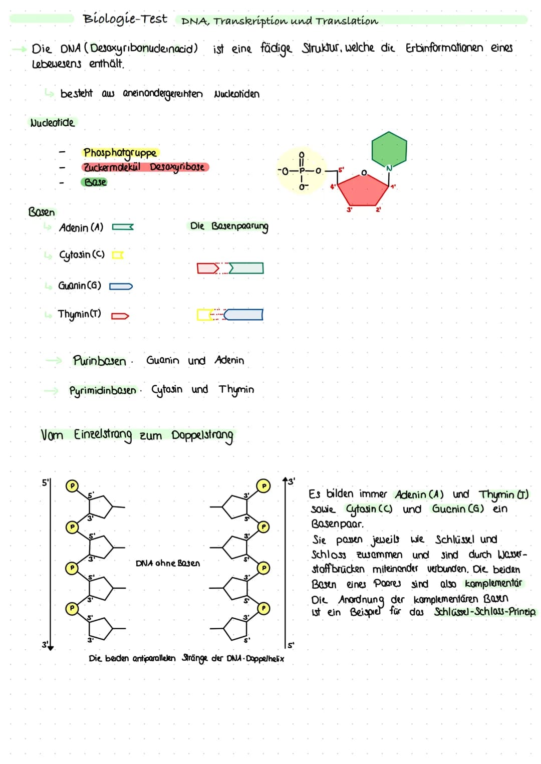 
<p>Die DNA (Desoxyribonucleinacid) ist eine fädige Struktur, welche die Erbinformationen eines Lebewesens enthält. Sie besteht aus aneinand