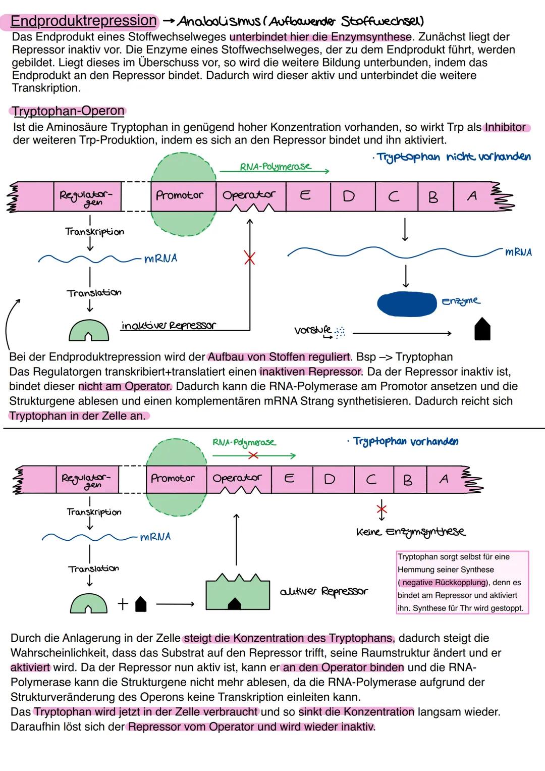 # Genregulation
bezeichnet in der Biologie die Steuerung der Aktivität von Genen, genauer die Steuerung der
Genexpression. Sie bestimmt, ob 