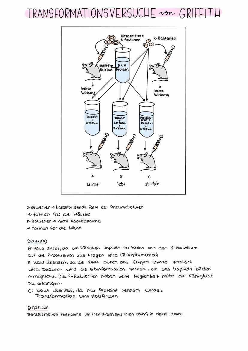 DER GENETISCHE CODE
was ist der genetische Code ?
Der genetische Code ist die in der Basensequenz
der DNA verschlüsselt vorliegende Informat
