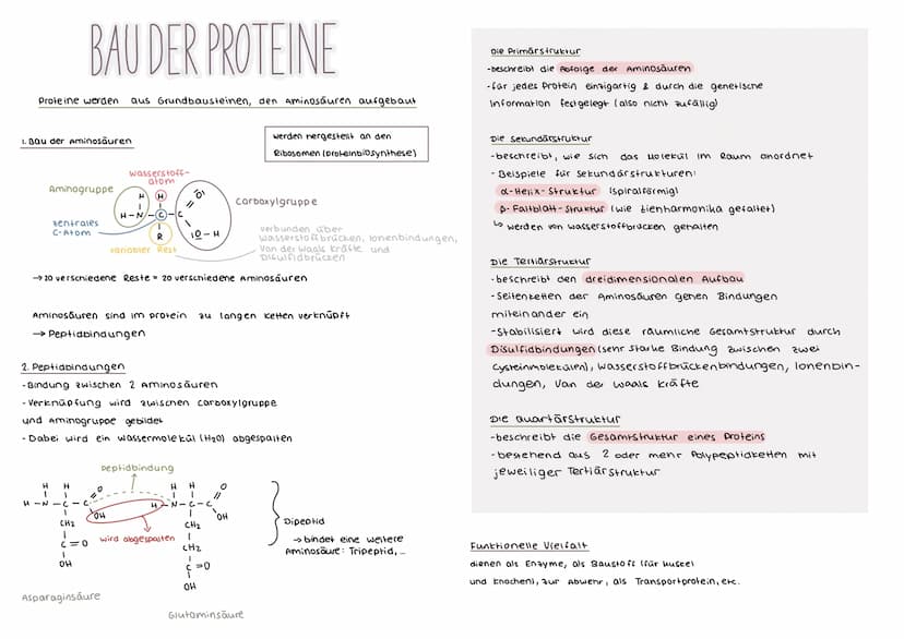 DER GENETISCHE CODE
was ist der genetische Code ?
Der genetische Code ist die in der Basensequenz
der DNA verschlüsselt vorliegende Informat