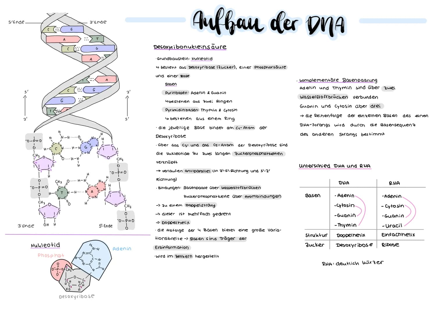 DER GENETISCHE CODE
was ist der genetische Code ?
Der genetische Code ist die in der Basensequenz
der DNA verschlüsselt vorliegende Informat