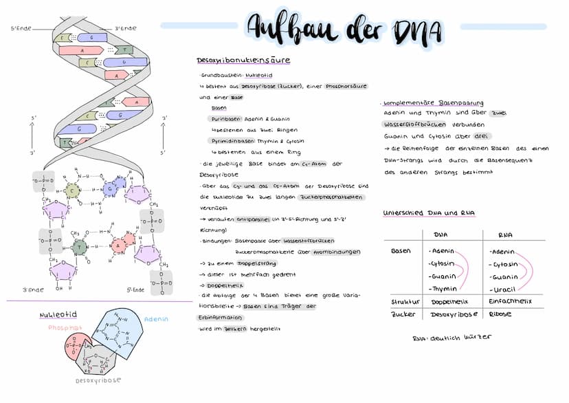 DER GENETISCHE CODE
was ist der genetische Code ?
Der genetische Code ist die in der Basensequenz
der DNA verschlüsselt vorliegende Informat