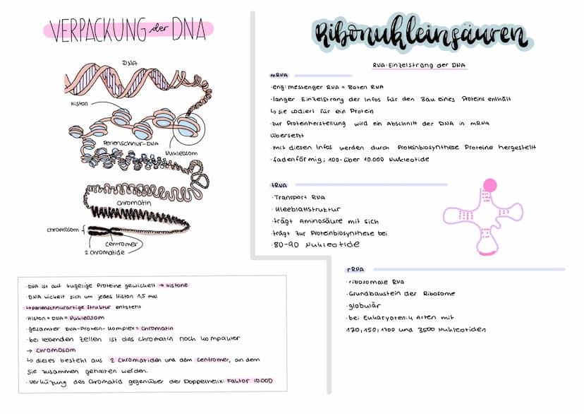 DER GENETISCHE CODE
was ist der genetische Code ?
Der genetische Code ist die in der Basensequenz
der DNA verschlüsselt vorliegende Informat