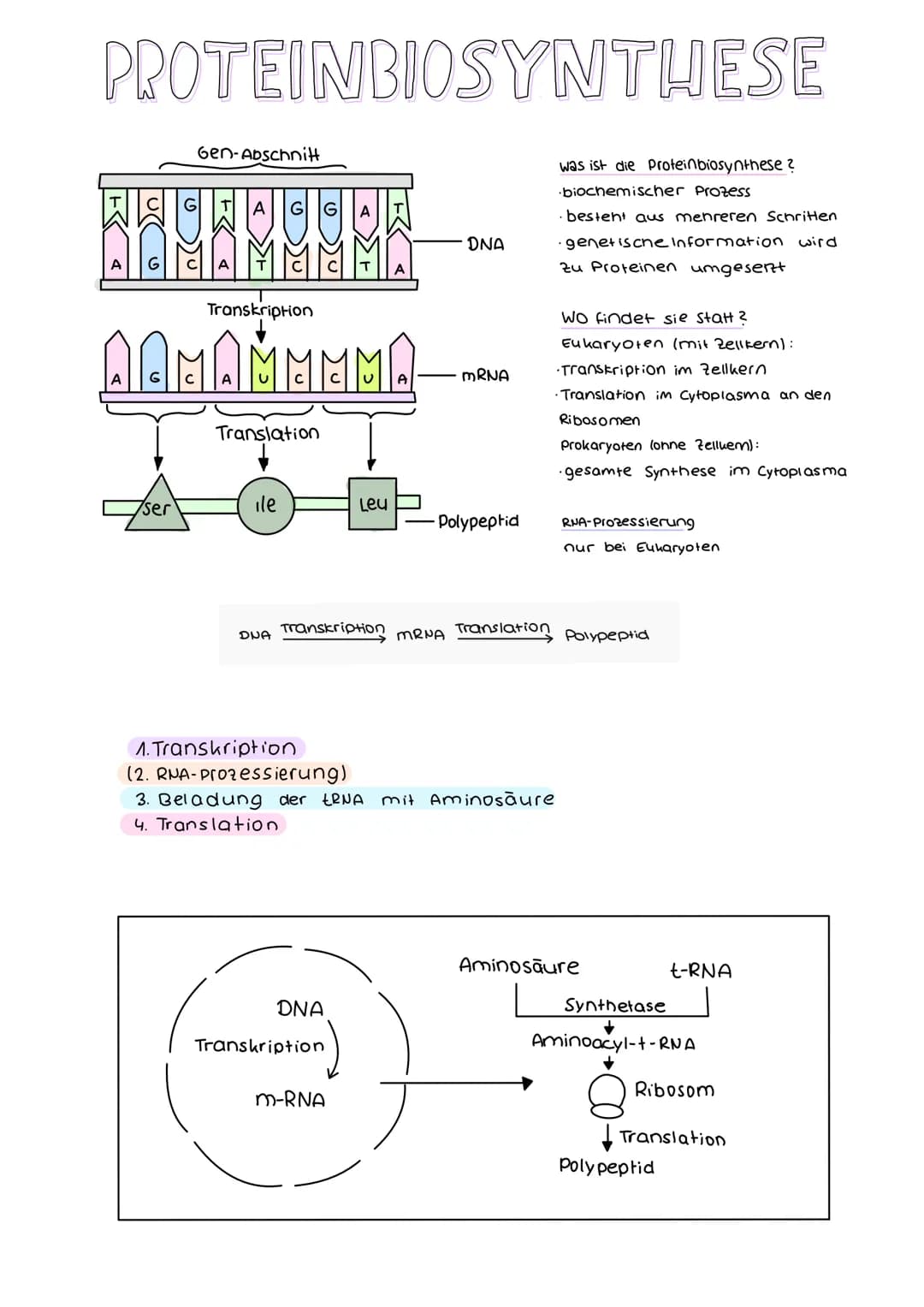 DER GENETISCHE CODE
was ist der genetische Code ?
Der genetische Code ist die in der Basensequenz
der DNA verschlüsselt vorliegende Informat