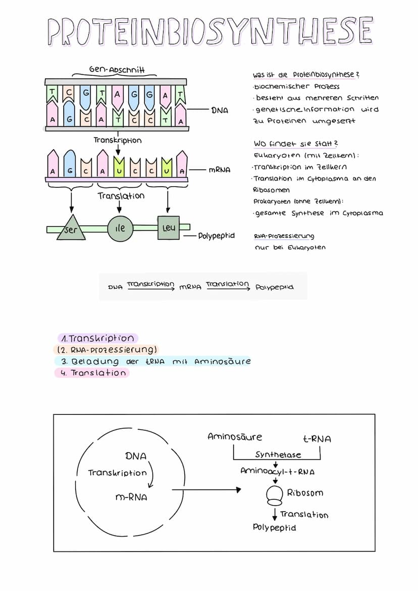DER GENETISCHE CODE
was ist der genetische Code ?
Der genetische Code ist die in der Basensequenz
der DNA verschlüsselt vorliegende Informat