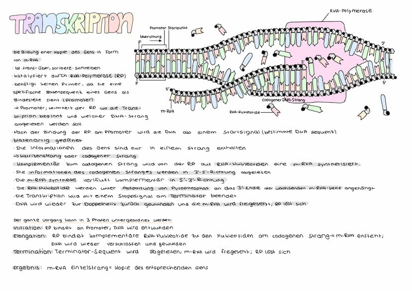 DER GENETISCHE CODE
was ist der genetische Code ?
Der genetische Code ist die in der Basensequenz
der DNA verschlüsselt vorliegende Informat