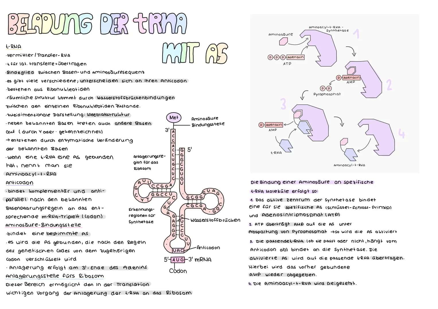 DER GENETISCHE CODE
was ist der genetische Code ?
Der genetische Code ist die in der Basensequenz
der DNA verschlüsselt vorliegende Informat
