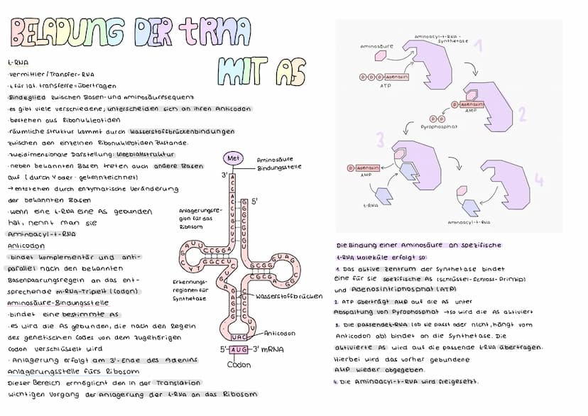 DER GENETISCHE CODE
was ist der genetische Code ?
Der genetische Code ist die in der Basensequenz
der DNA verschlüsselt vorliegende Informat