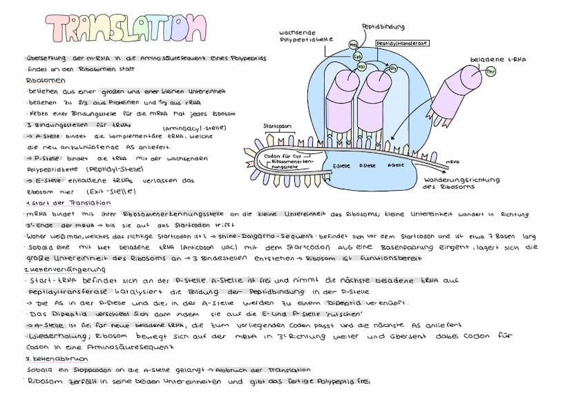 DER GENETISCHE CODE
was ist der genetische Code ?
Der genetische Code ist die in der Basensequenz
der DNA verschlüsselt vorliegende Informat