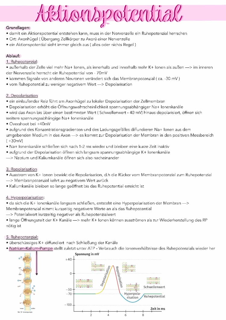 Know Aktionspotential : Entstehung, Ablauf, Messung thumbnail