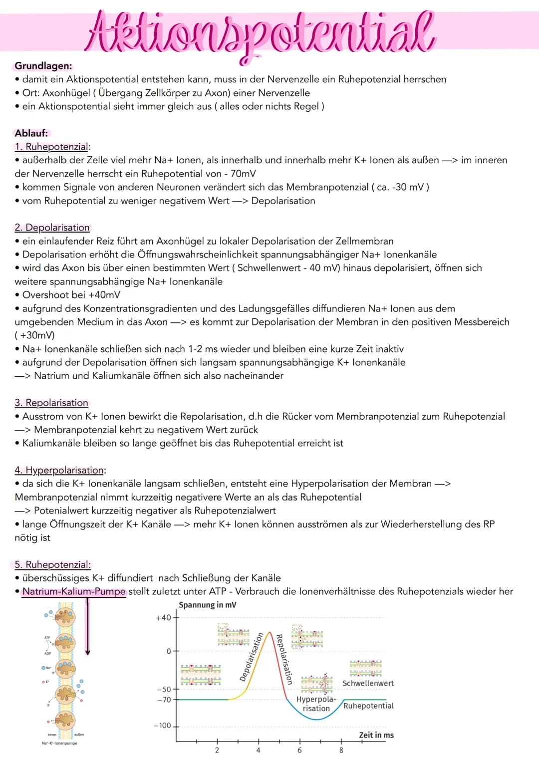 Aktionspotential
Grundlagen:
• damit ein Aktionspotential entstehen kann, muss in der Nervenzelle ein Ruhepotenzial herrschen
• Ort: Axonhüg