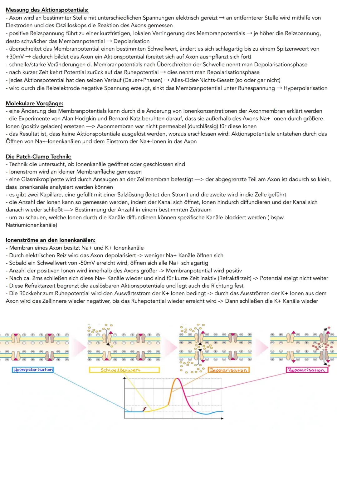 Aktionspotential
Grundlagen:
• damit ein Aktionspotential entstehen kann, muss in der Nervenzelle ein Ruhepotenzial herrschen
• Ort: Axonhüg