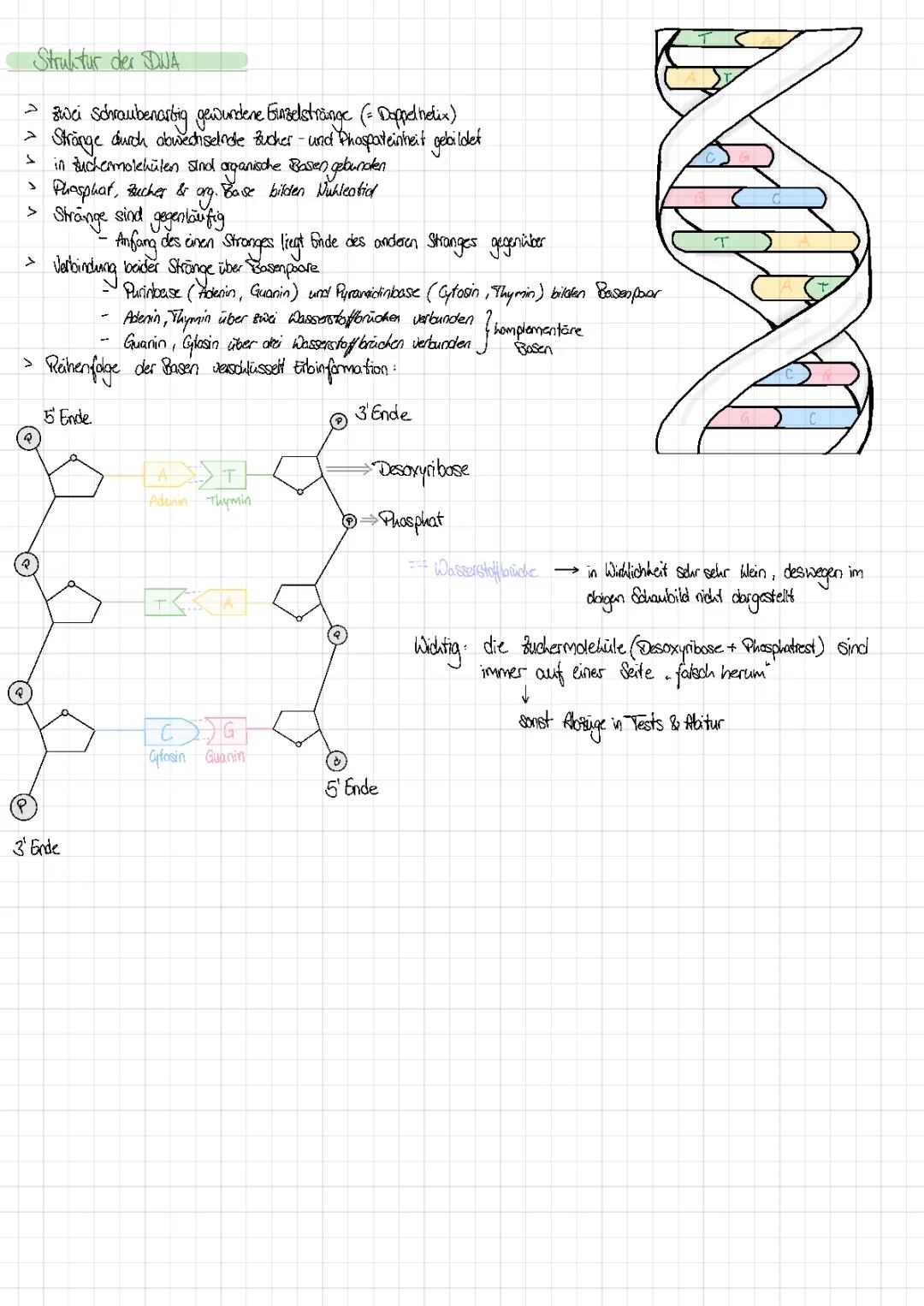 Aufbau/Struktur der DNA