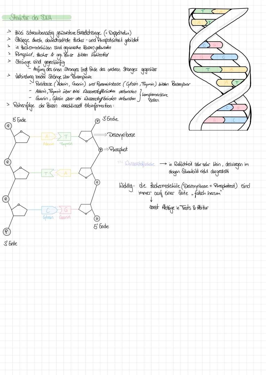 >
Struktur der DUA
zwei Schraubenarbig gewundene Ginzelstränge (= Doppelhelix)
Stränge durch abwechselnde Bucher - und Phospateinheit gebild