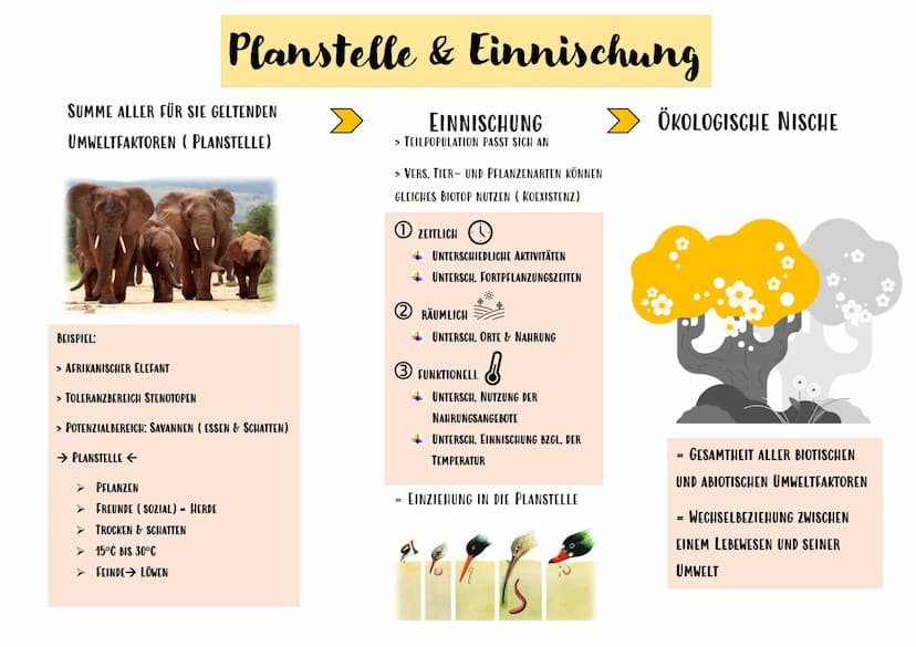 1./3. Ökologische Nische
Begriff
ÖKOLOGISCHE NISCHE
FUNDAMENTALNISCHE NISCHE
REALNISCHE NISCHE
PLANSTELLE
KOEXISTENZ
KONKURRENZAUSSCHLUSSPRI