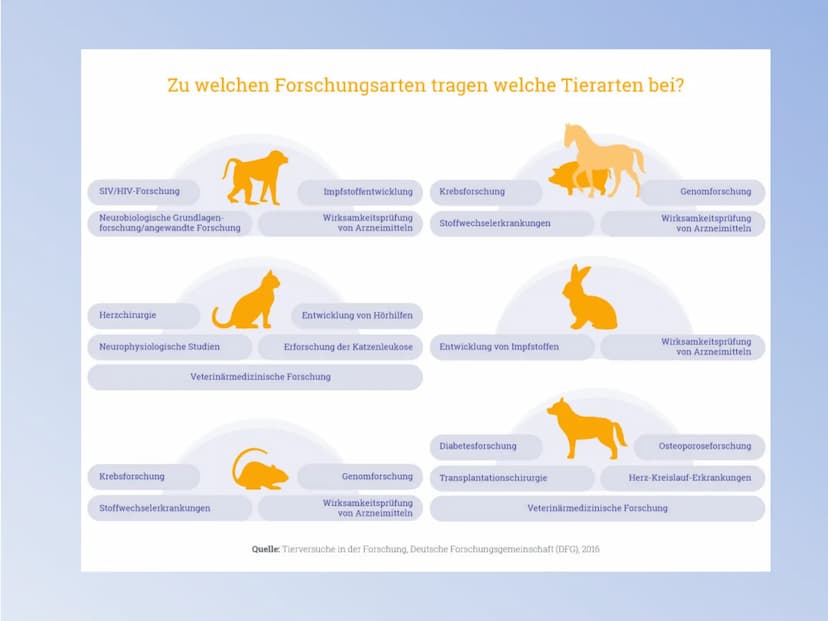 Vortrag von Ayleen Schild
Tierversuche
4X0
TIERVERSUCHE ●
Inhaltsverzeichnis
●
1. Die Definition und Fakten
2. Eingesetzte Tierarten
• 3. Ei