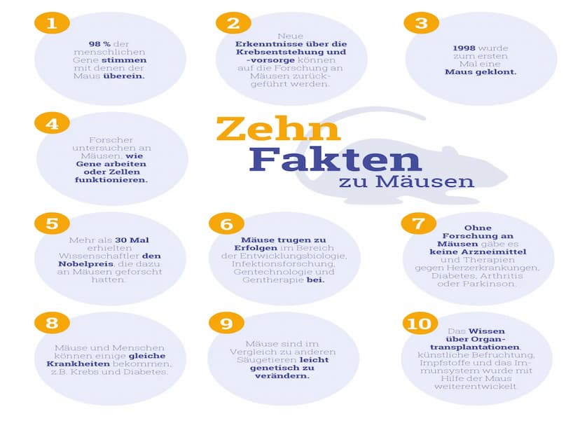 Vortrag von Ayleen Schild
Tierversuche
4X0
TIERVERSUCHE ●
Inhaltsverzeichnis
●
1. Die Definition und Fakten
2. Eingesetzte Tierarten
• 3. Ei