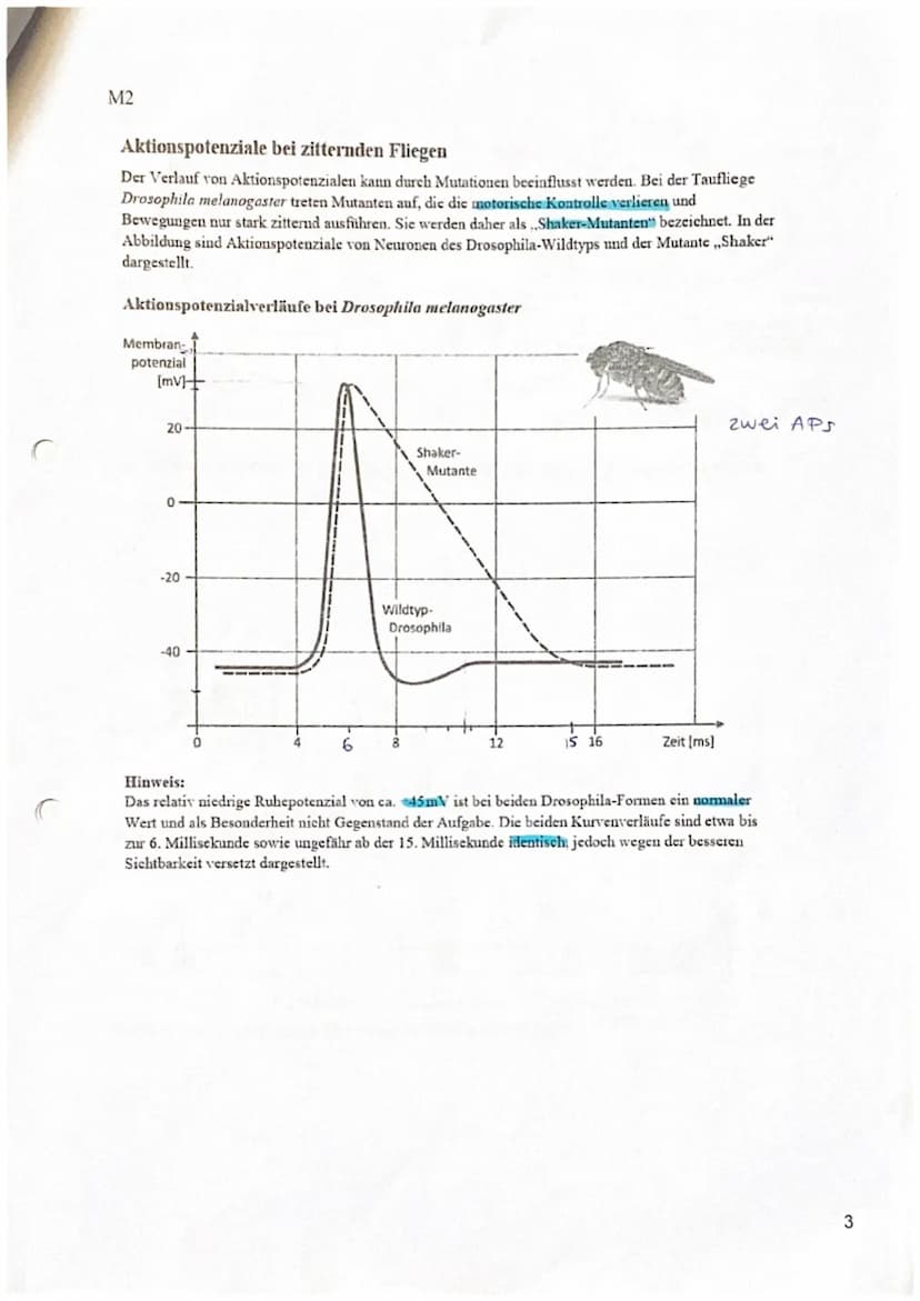 Biologieklausur Nr.1
Neurobiologie
Name:
3
19
Kurs Be (LK)
Q3
23
Punkte:
Notenpunkte:
13.10.2023
0
772722
Physiologie von Nervenzellen
- all