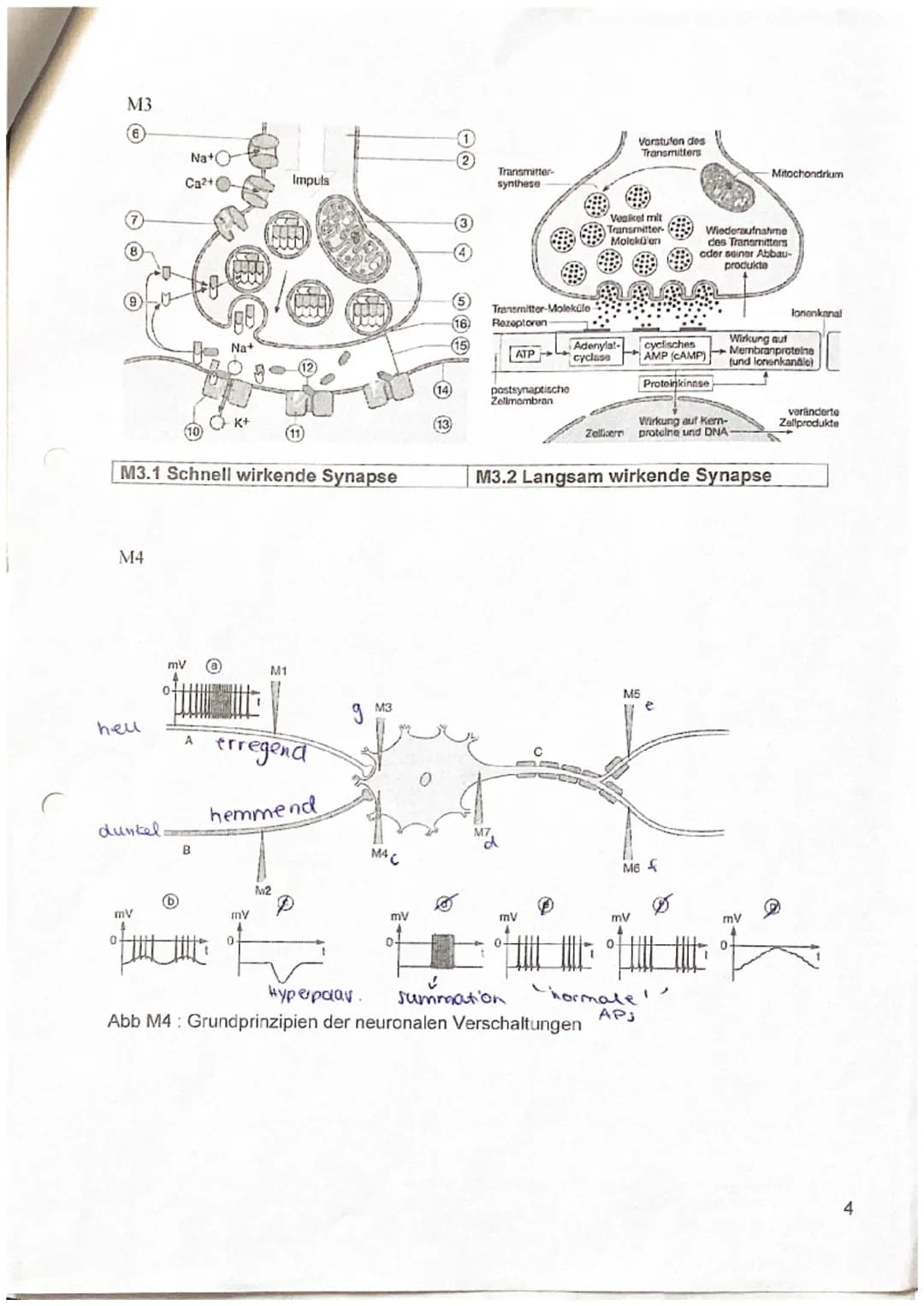 Biologieklausur Nr.1
Neurobiologie
Name:
3
19
Kurs Be (LK)
Q3
23
Punkte:
Notenpunkte:
13.10.2023
0
772722
Physiologie von Nervenzellen
- all
