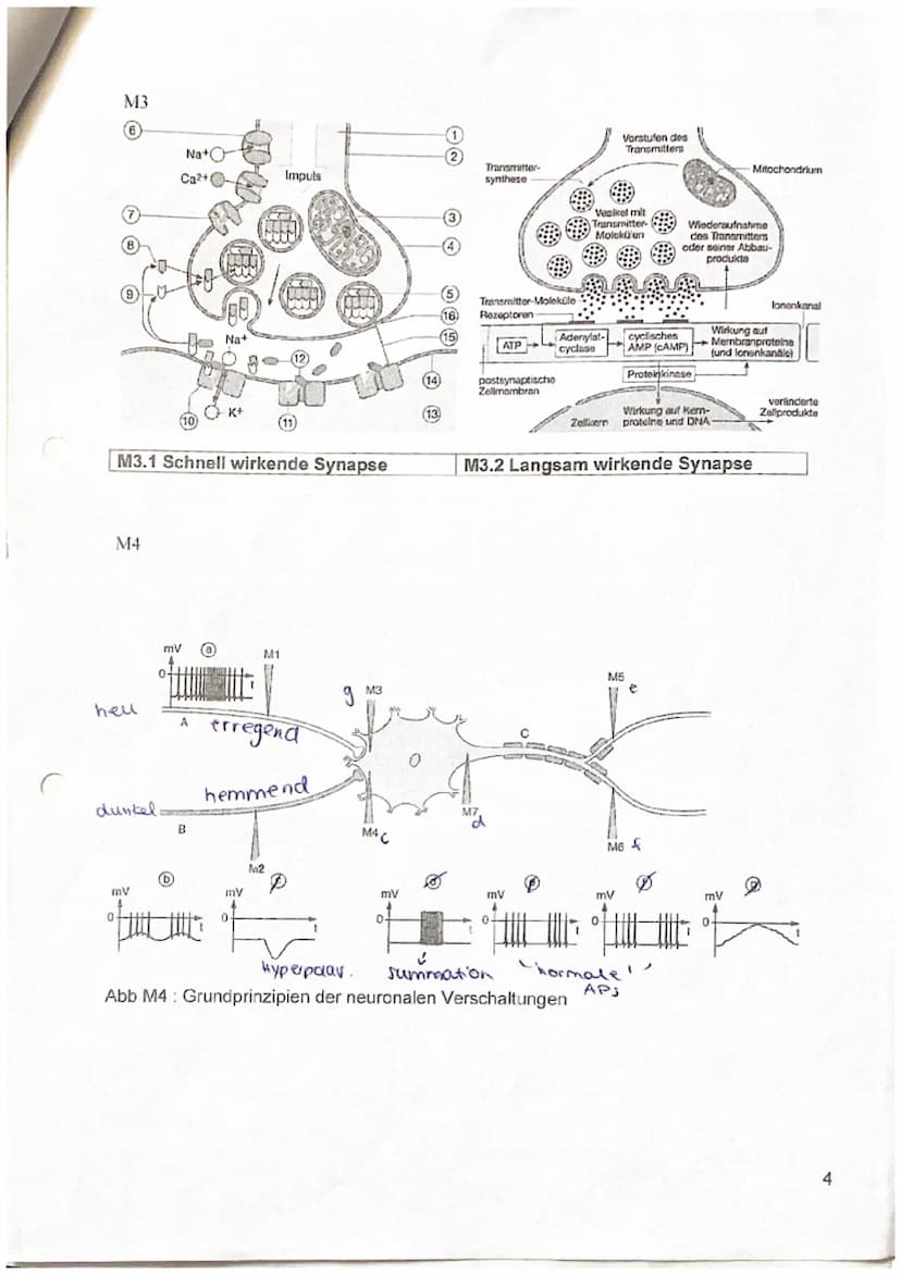 Biologieklausur Nr.1
Neurobiologie
Name:
3
19
Kurs Be (LK)
Q3
23
Punkte:
Notenpunkte:
13.10.2023
0
772722
Physiologie von Nervenzellen
- all