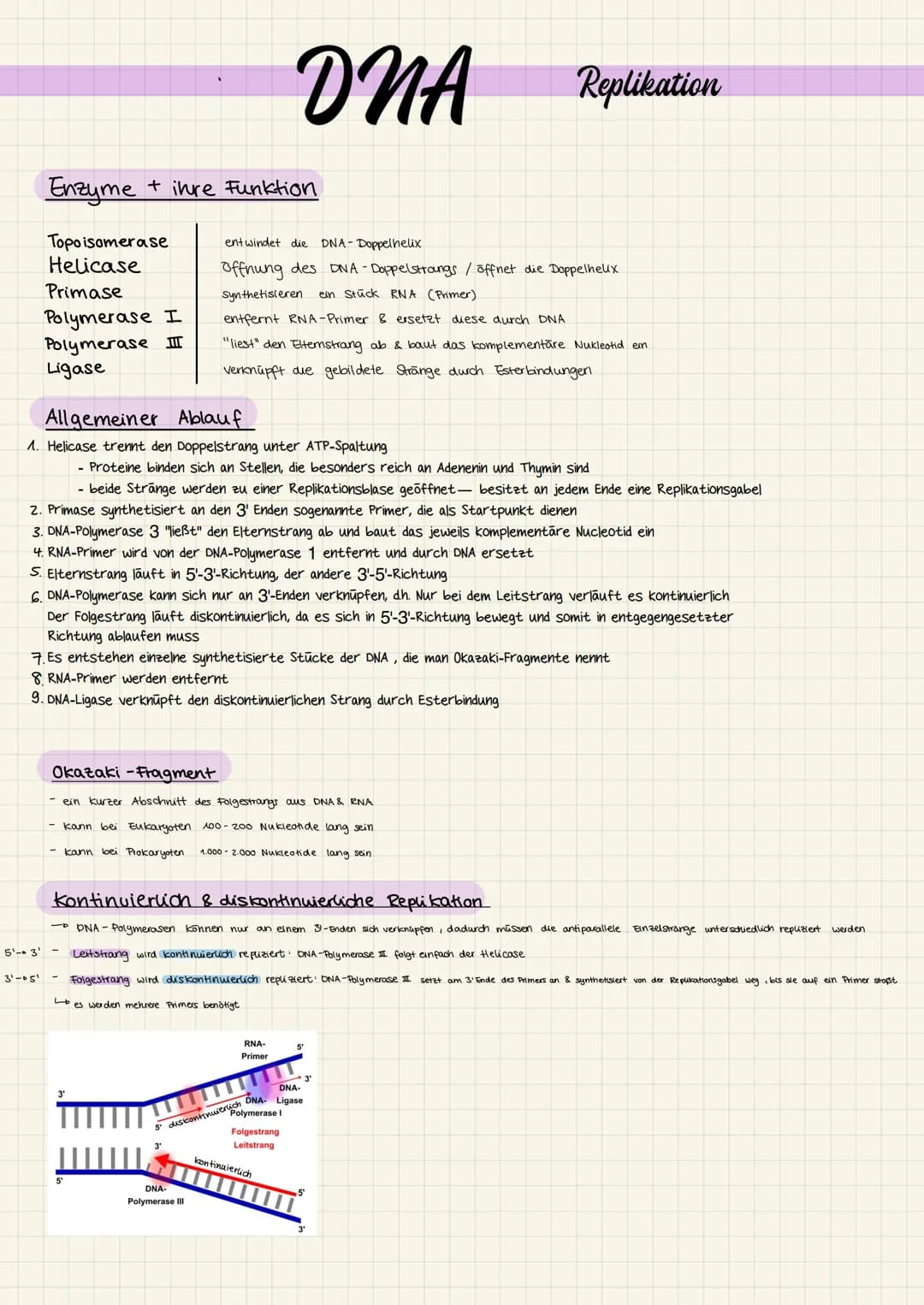Enzyme + ihre Funktion
Topoisomerase
Helicase
Primase
Polymerase I
Polymerase II
Ligase
Allgemeiner Ablauf
1. Helicase trennt den Doppelstra