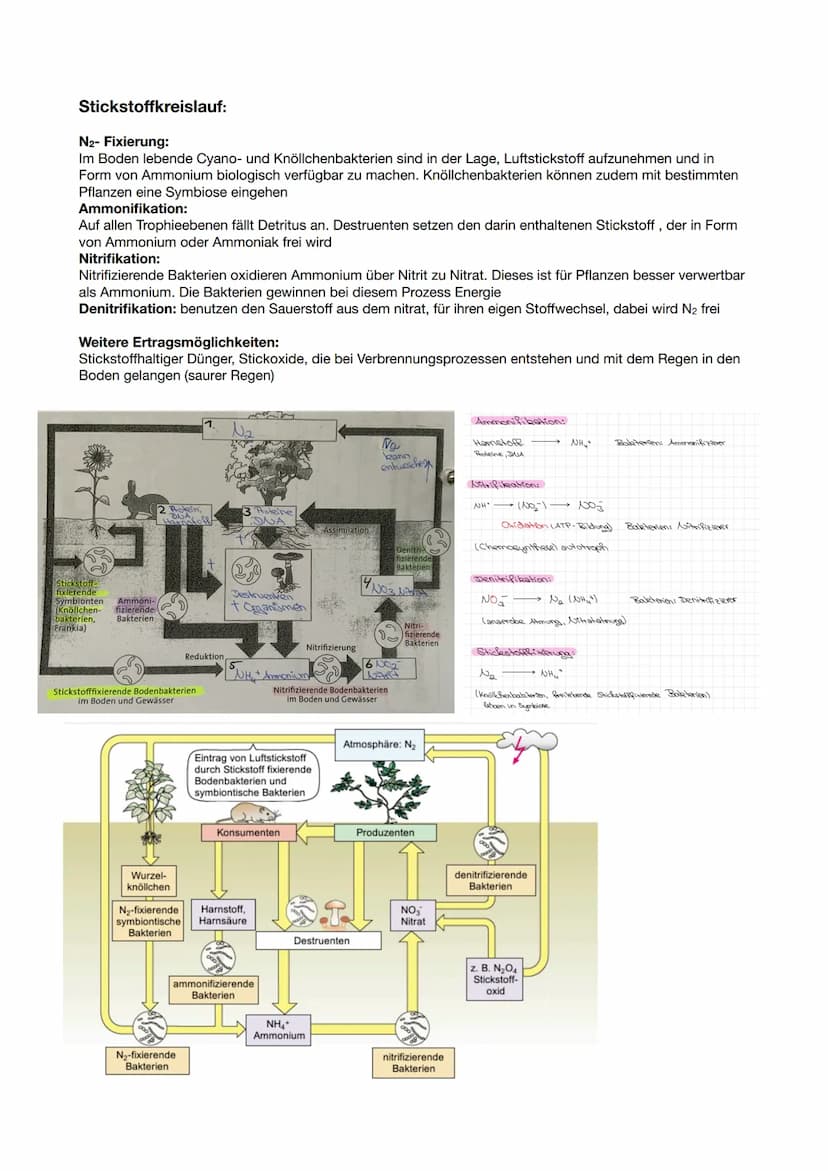 Ökosystem- See
Kennzeichen von Ökosysteme:
- komplexes Netz von Wechselwirkungen zwischen den abiotischen Faktoren eines bestimmten Biotops
