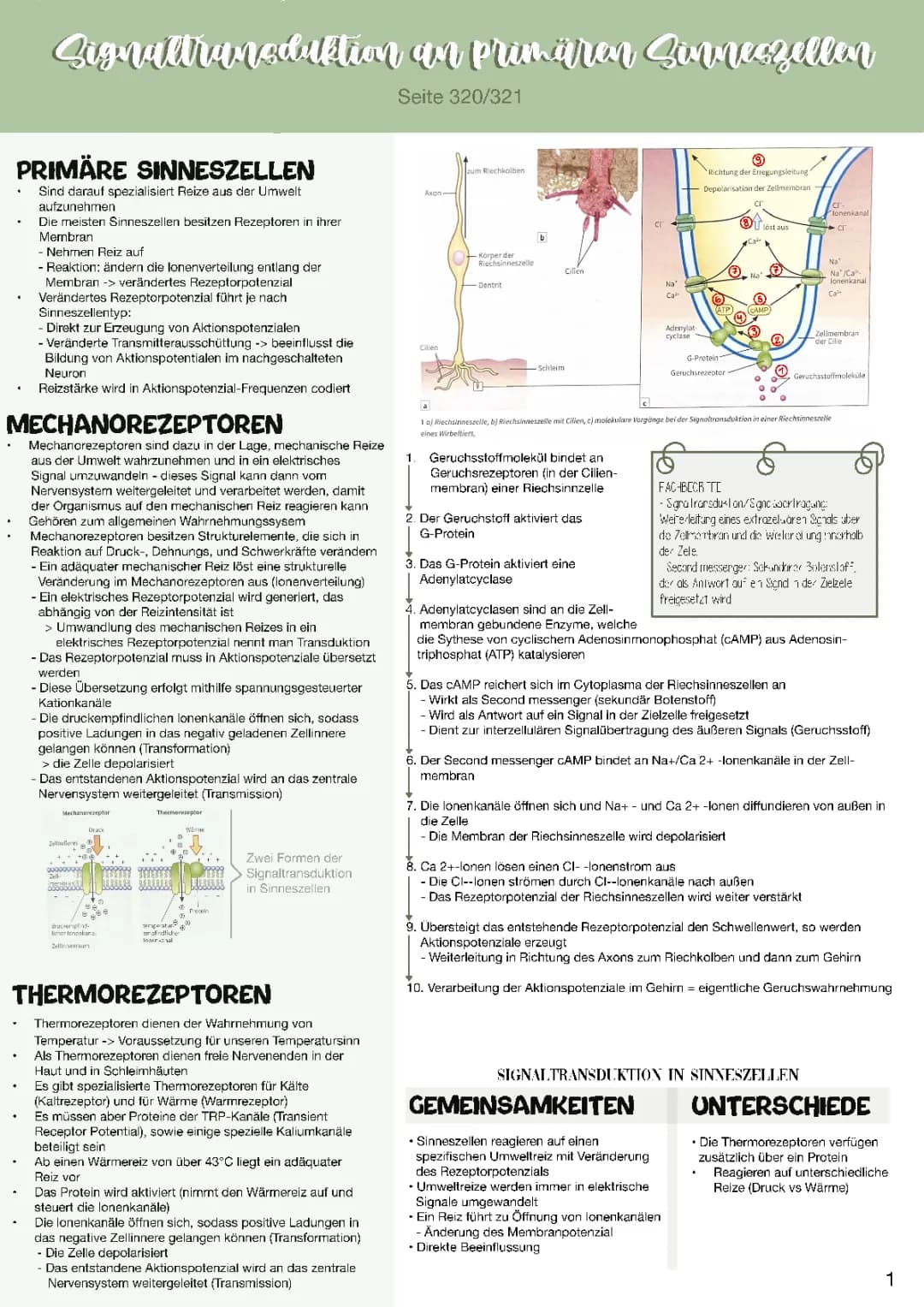 Signaltransduktion an primären Sinneszellen