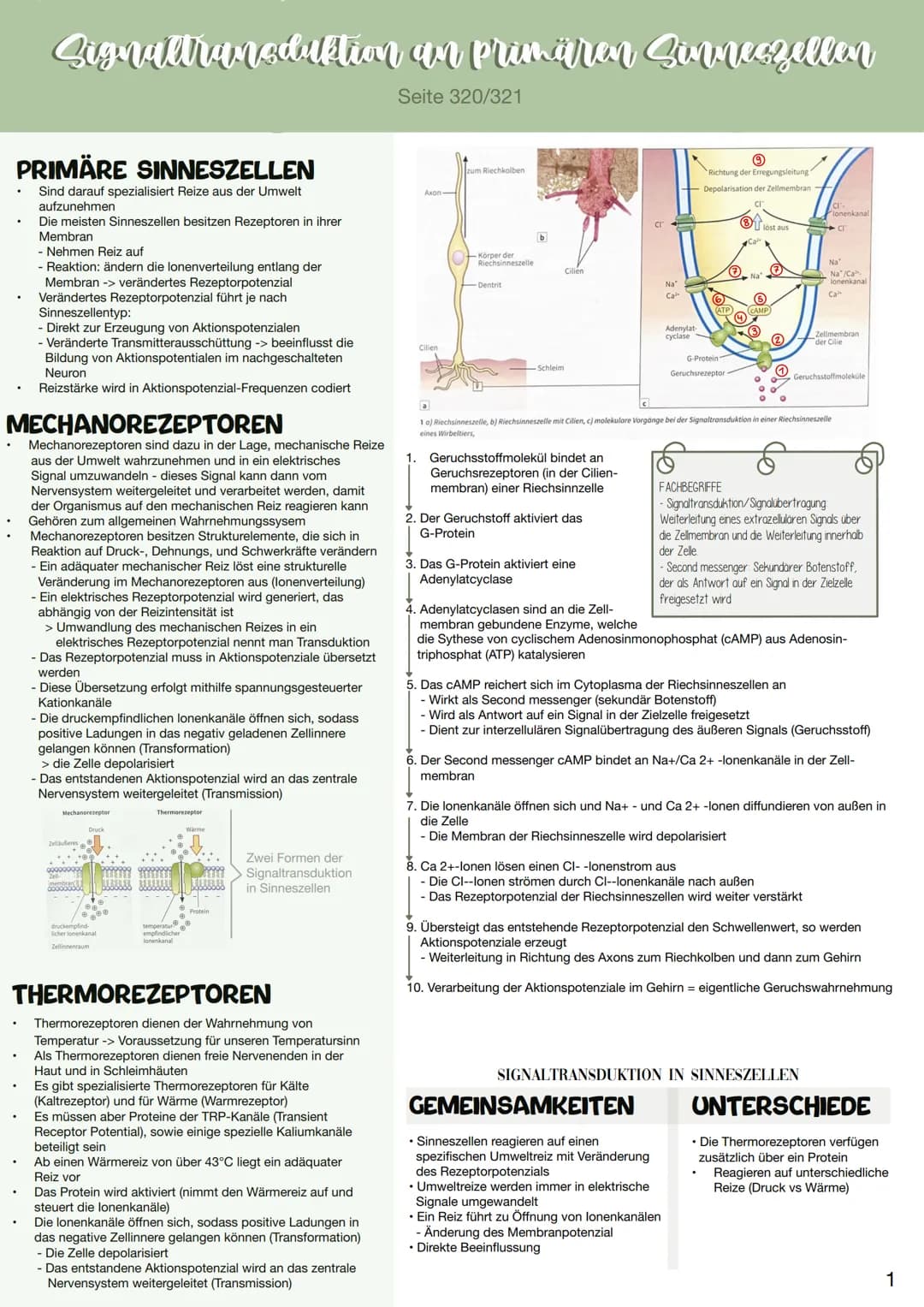 Signaltransduktion an primären Sinneszellen
Seite 320/321
PRIMÄRE SINNESZELLEN
Sind darauf spezialisiert Reize aus der Umwelt
aufzunehmen
Di