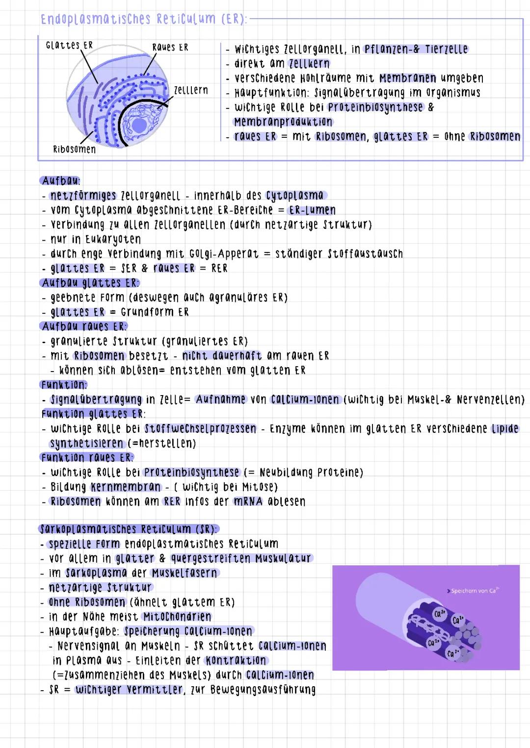 Endoplasmatisches Reticulum