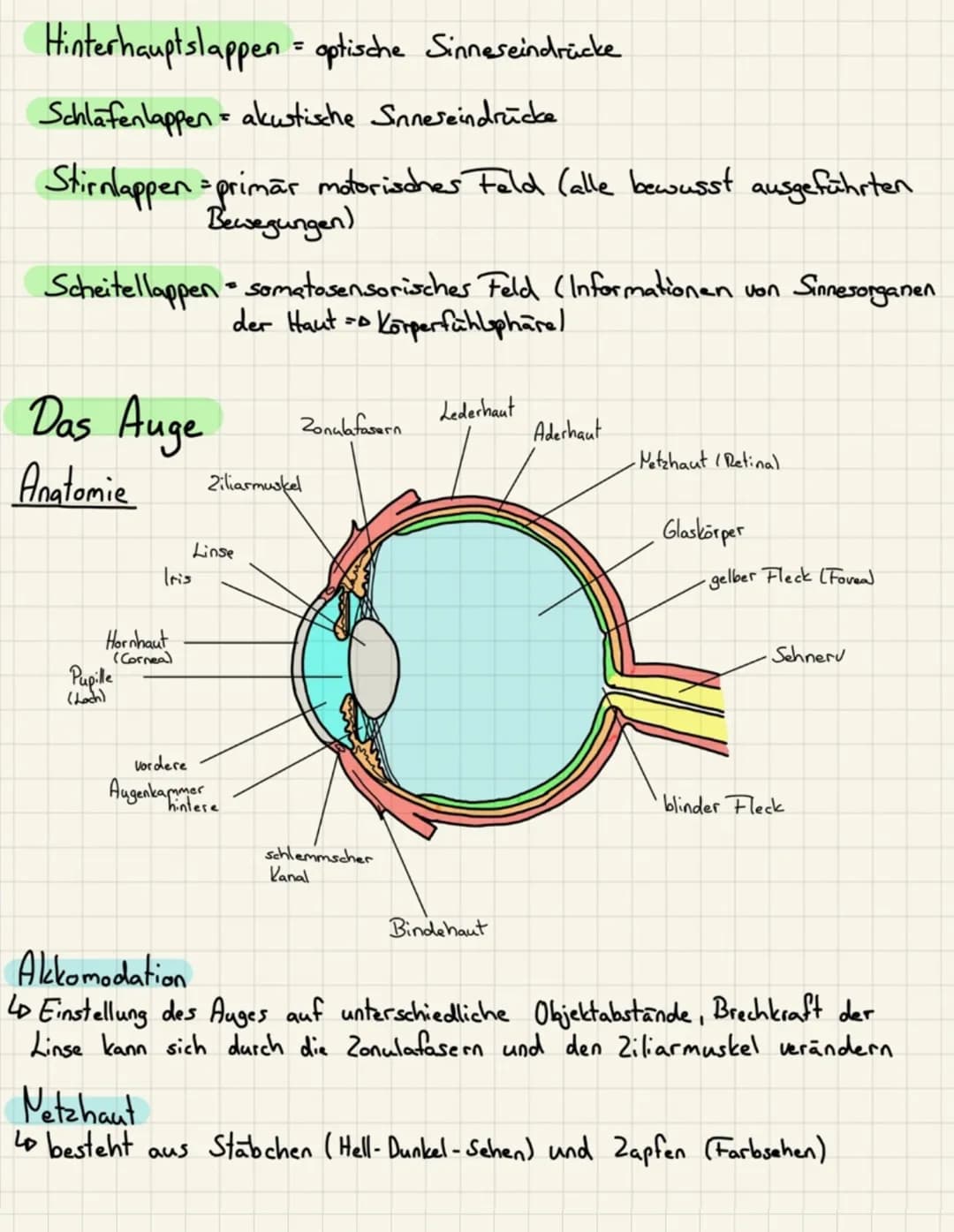 Hinterhauptslappen = optische Sinneseindrücke
Schlafenlappen akustische Sinnereindrücke
Stirnlappen primär motorisches Feld (alle bewusst au