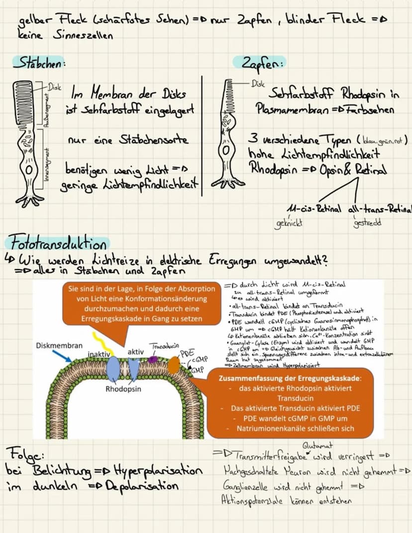 Hinterhauptslappen = optische Sinneseindrücke
Schlafenlappen akustische Sinnereindrücke
Stirnlappen primär motorisches Feld (alle bewusst au