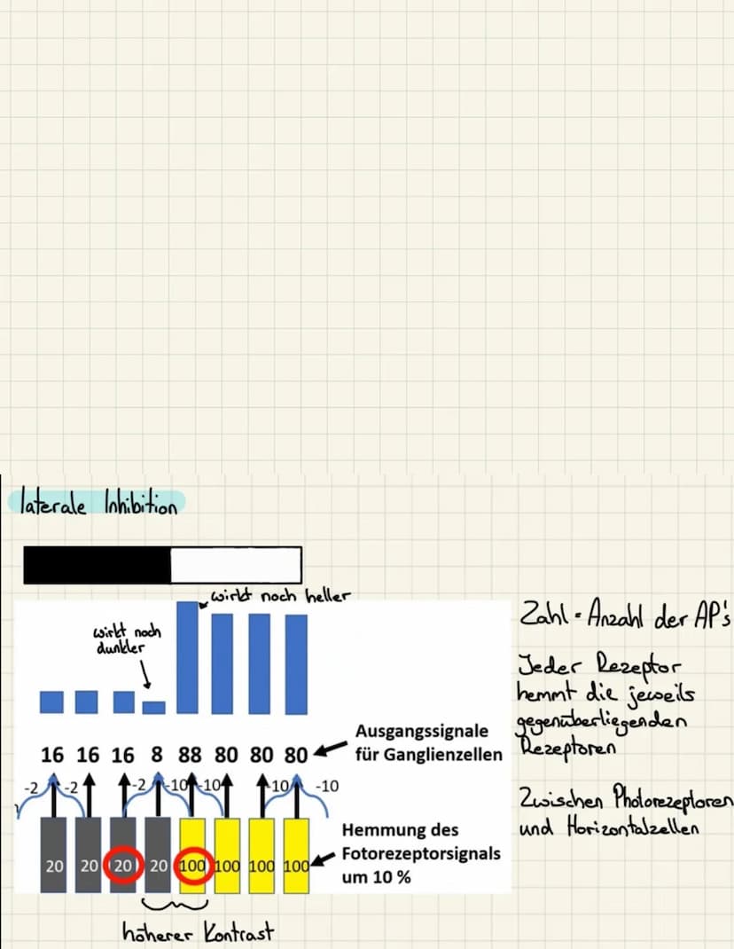 Hinterhauptslappen = optische Sinneseindrücke
Schlafenlappen akustische Sinnereindrücke
Stirnlappen primär motorisches Feld (alle bewusst au