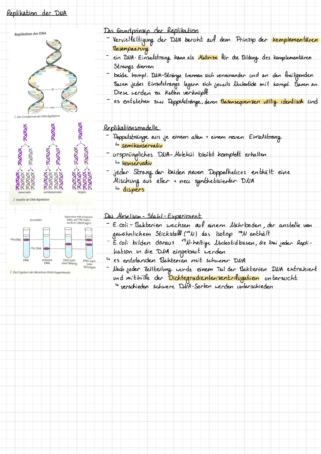 DNA Replikation 