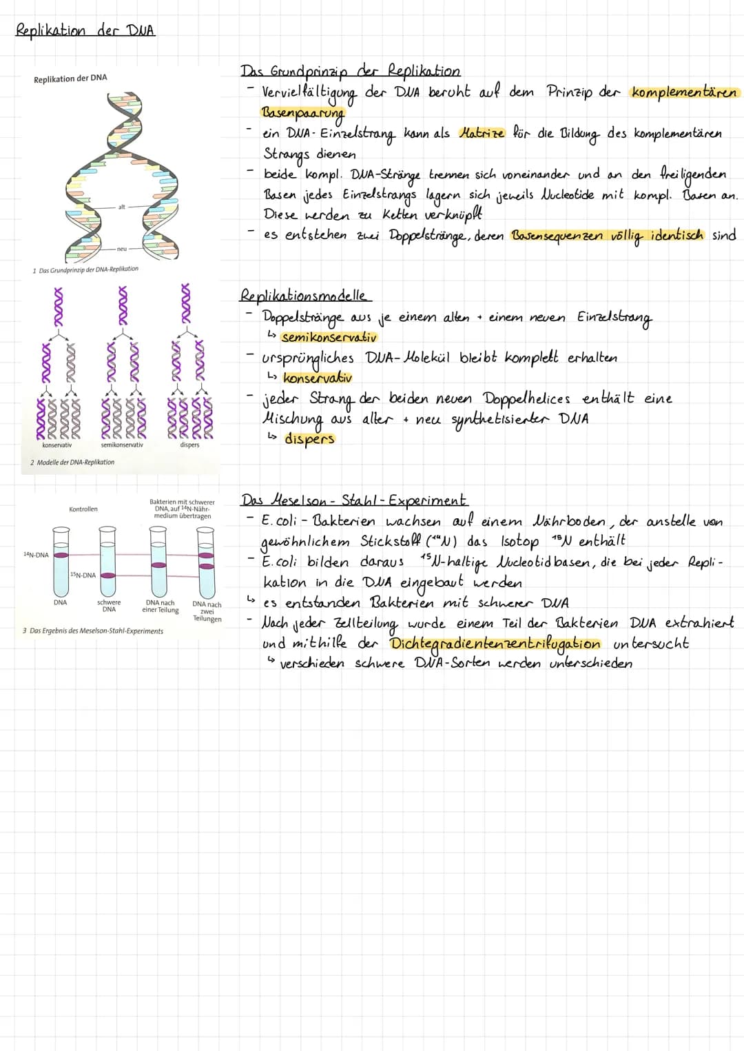 Replikation der DNA
Replikation der DNA
1 Das Grundprinzip der DNA-Replikation
2000x
20000 20000,
xxxxx
xxxxxxxx
xxxxxxxx
konservativ
14N-DN