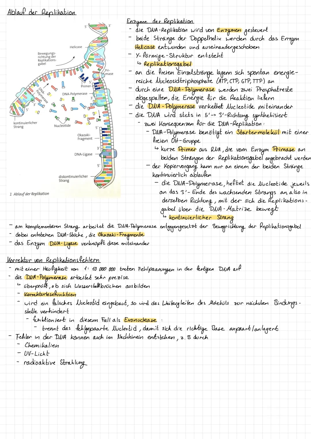 Replikation der DNA
Replikation der DNA
1 Das Grundprinzip der DNA-Replikation
2000x
20000 20000,
xxxxx
xxxxxxxx
xxxxxxxx
konservativ
14N-DN